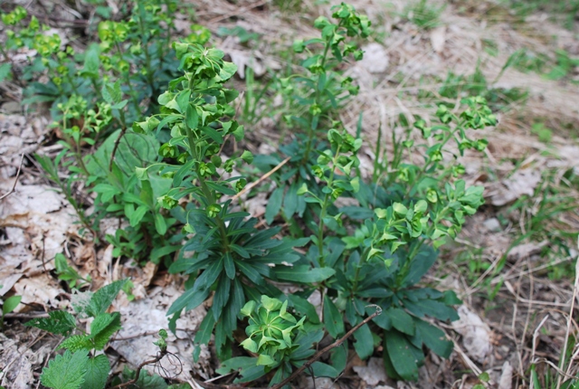 Euphorbia amygdaloides